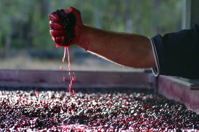 fermentazione alcolica
